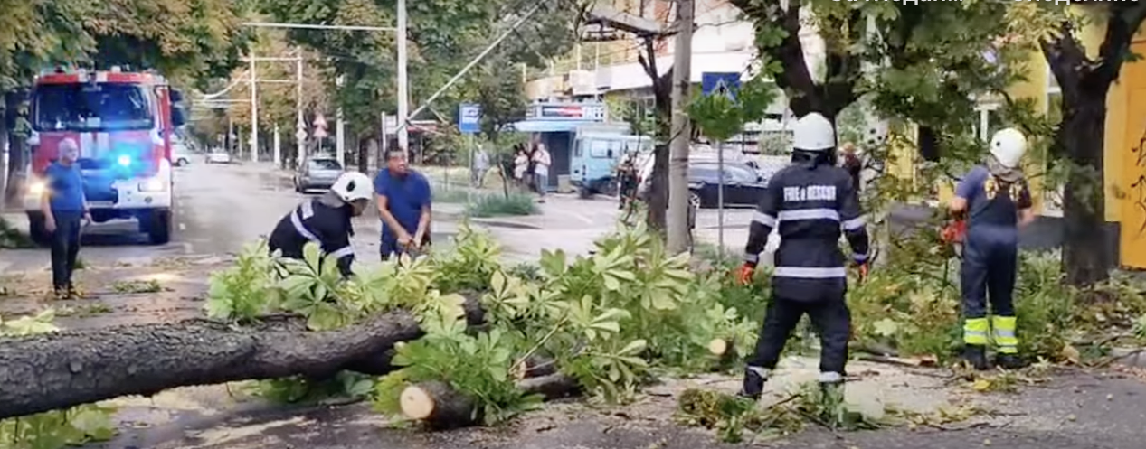 Съборено дърво на ул. Плиска